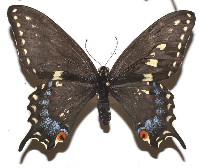 Papilio polyxenes (gynandromorph1) (Internet Image property of respective owner, non-commercial use only)